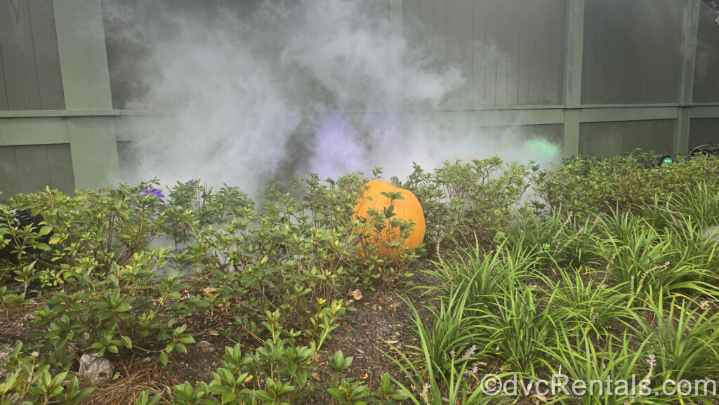 A large orange pumpkin is displayed in a patch of green foliage at Magic Kingdom. Smoke fills in behind the pumpkin, tinted with purple and green lighting effects.