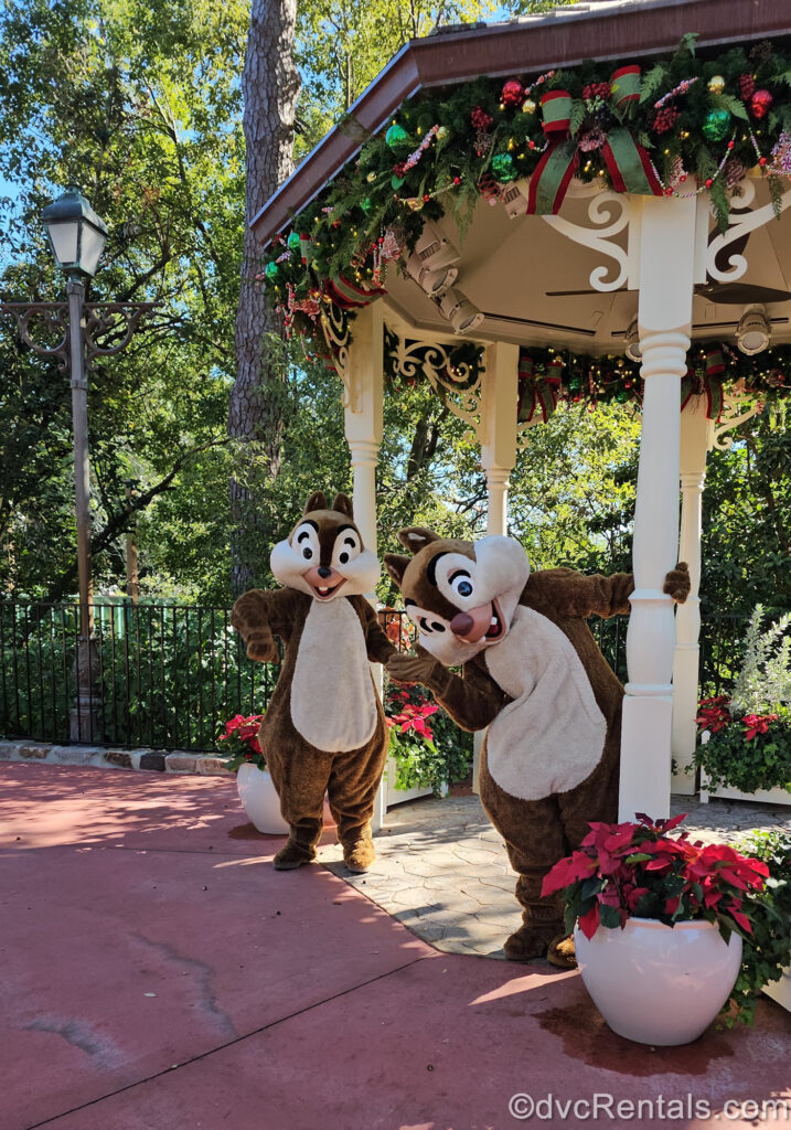 Characters Chip ‘N’ Dale wave to the camera at Magic Kingdom. They are standing under a white gazebo decorated with green and red garlands and poinsettia plants.