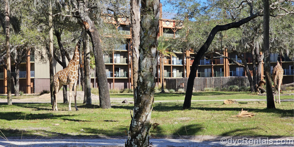 2 giraffes are seen amidst the trees on the savanna at Disney’s Animal Kingdom Villas Kidani Village. The brown resort buildings with green, blue, and orange balcony railings are seen in the background.