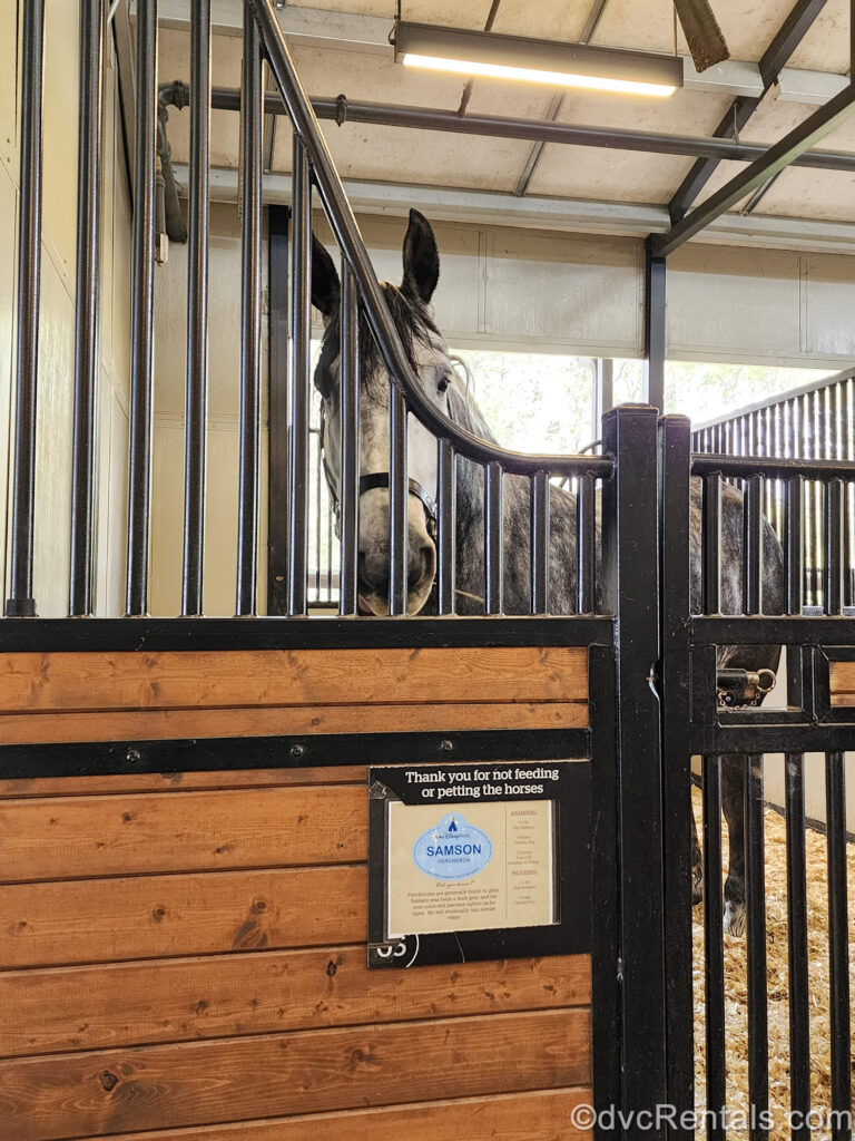 A black, white, and grey horse named Samson is seen in a stall inside the Tri-Circle-D Ranch at Disney’s Fort Wilderness Resort.