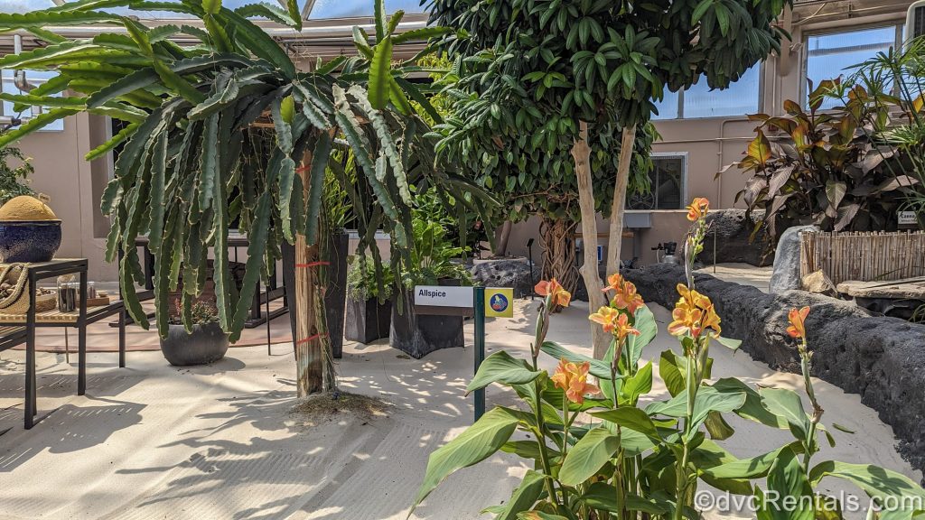 Different types of plants including Allspice are grown and on display in a large greenhouse as part of the Living with the Land attraction at EPCOT.