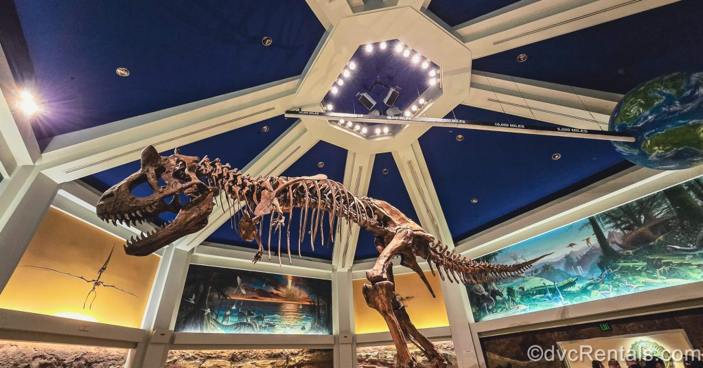 The fossilized skeleton of a dinosaur is seen on display under a blue ceiling with white lights. On the surrounding walls there is artwork of different stages of dinosaur life leading up to their extinction.