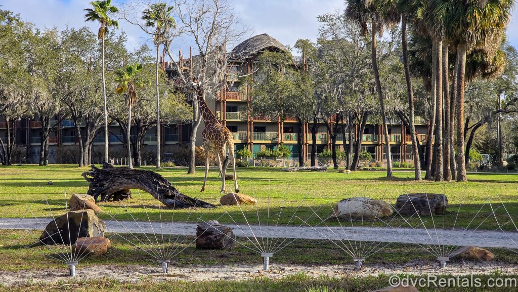 A giraffe roams the savanna at Disney’s Animal Kingdom Villas under a sunny sky. The resort exterior can be seen in the background amidst green foliage