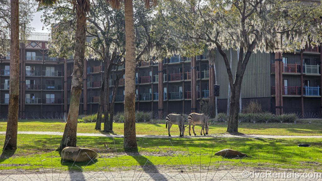 Two zebras graze on the savanna at Disney’s Animal Kingdom Villas in the sunshine. The resort’s exterior is seen in the background.