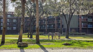 Two zebras graze on the savanna at Disney’s Animal Kingdom Villas in the sunshine. The resort’s exterior is seen in the background.