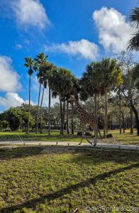 A giraffe wanders the savanna under a sunny sky, surrounded by green vegetation at Disney’s Animal Kingdom Villas Kidani Village.