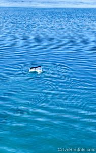 The black tail of an orca whale is seen popping out of the water as the Disney Magic sails towards Alaska.