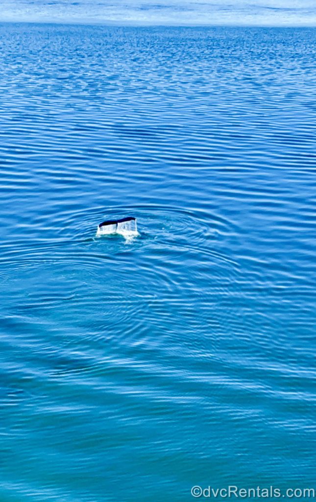 The black tail of an orca whale is seen popping out of the water as the Disney Magic sails towards Alaska.