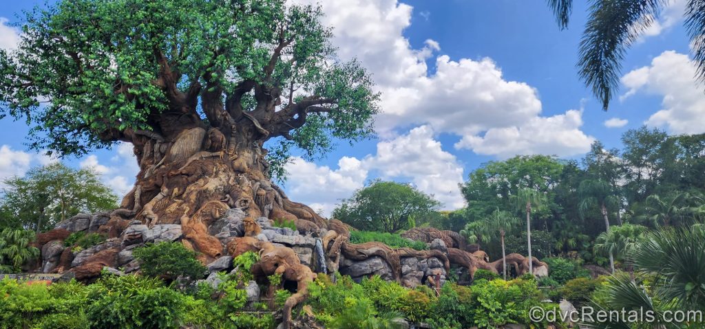 Tree of Life in Animal Kingdom